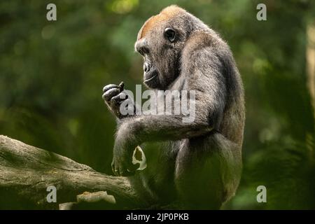 Gorille des basses terres de l'Ouest au zoo d'Atlanta à Atlanta, Géorgie. (ÉTATS-UNIS) Banque D'Images