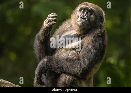 Gorille des basses terres de l'Ouest au zoo d'Atlanta à Atlanta, Géorgie. (ÉTATS-UNIS) Banque D'Images