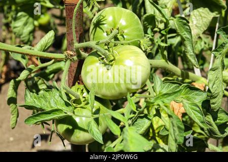 Bush aux tomates vertes par beau temps Banque D'Images