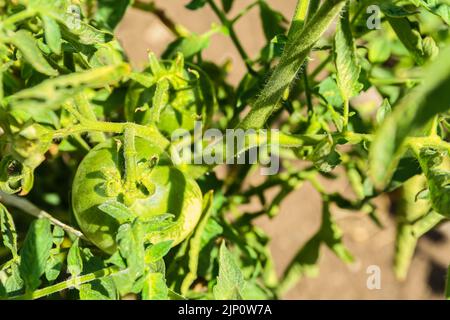 Bush aux tomates vertes par beau temps Banque D'Images