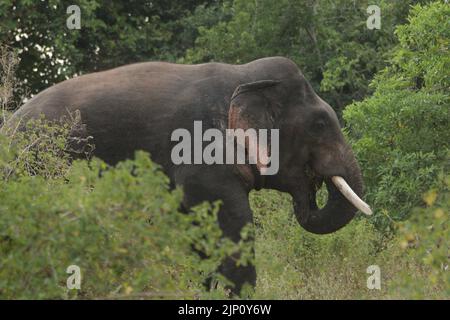 Éléphants de Sri Lanka dans la nature. Banque D'Images