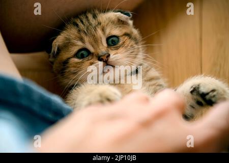 Chaton allongé sur le parquet de la maison et regardant tout droit. Petit chat jouant avec les mains humaines. Vue de dessus et gros plan. Tabby écossais Banque D'Images