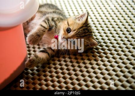 Chaton dort sur des bandes de caoutchouc avec des trous dans le modèle de prison dans la maison et regarde directement sur. Vue de dessus et gros plan d'un chaton jouant avec espièglerie. Banque D'Images