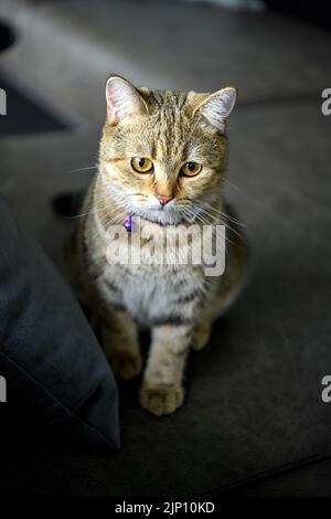 Un chat tabby porte un collier et a une cloche pourpre. Canapé gris foncé. Chat écossais avec un motif orange-or de race pure, magnifique appearanc Banque D'Images