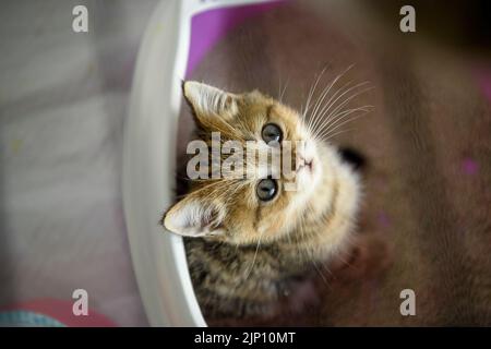 Le chaton s'assit dans les toilettes du chat et regarda vers le haut. Vue de dessus d'un chat écossais à rayures assis dans un bac à litière pour chats mignon et beaux chatons de race. Banque D'Images