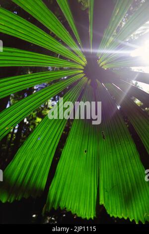 Lumière du soleil à travers la canopée de la forêt de palmiers en éventail, Cape Tribulation, Daintree, au nord de Cairns, Queensland, Australie Banque D'Images