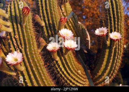 Belles fleurs d'un cactus sur le boulevard. Bakou. Azerbaïdjan. Banque D'Images