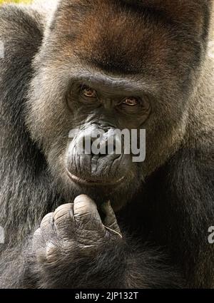 Gros plan d'un gorille de basse-terres de l'Ouest à l'arrière-sillade au zoo d'Atlanta, en Géorgie. (ÉTATS-UNIS) Banque D'Images