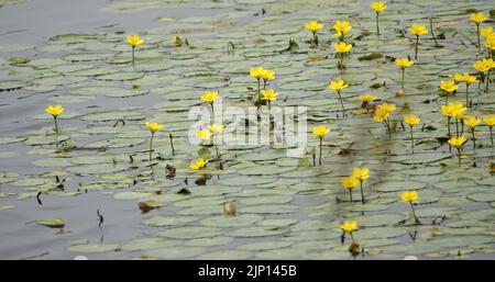 Nénuphar ou Nymphoides peltata croissant en masse dans ce canal hollandais Banque D'Images