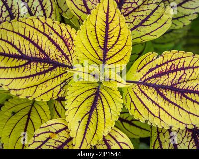 coleus, également connu sous le nom de solenostemon, vue rapprochée du feuillage végétal dans une faible profondeur de champ, prise d'en haut. Mise au point sélective Banque D'Images