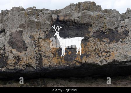 Cerf blanc peint sur les rochers de Blackrocks point (également connu sous le nom de Stag Rocks), Bamburgh, Northumberland, Royaume-Uni Banque D'Images