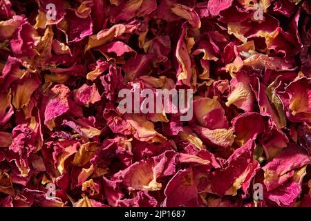 Gros plan sur des pétales de rose naturellement séchés, plein cadre. Toile de fond créative avec thème floral. Banque D'Images