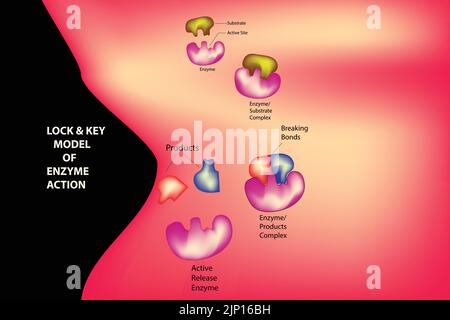 Verrouillage et modèle clé de l'action enzymatique Illustration de Vecteur