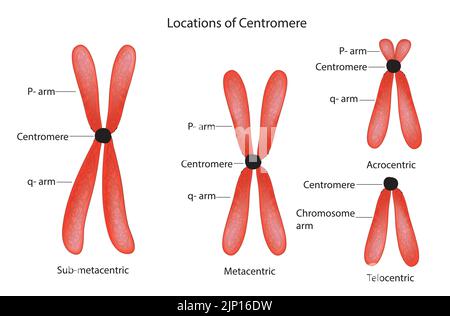 Classification des chromosomes en comparant le bras long et le bras court avec l'emplacement du centromère Illustration de Vecteur