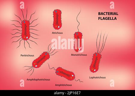 Classification des flagelles bactériennes Illustration de Vecteur