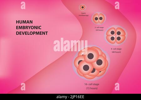 Stades de développement cellulaire embryonnaire humain Illustration de Vecteur