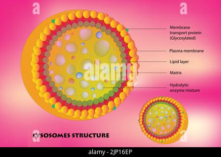 Structure des lysosomes Illustration de Vecteur