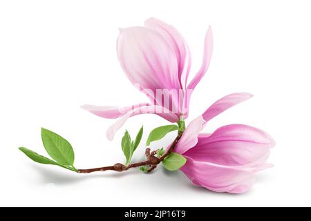 Fleur de magnolia rose isolée sur fond blanc avec pleine profondeur de champ. Banque D'Images