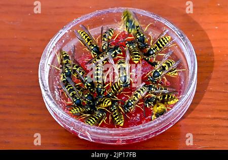 Berlin, Allemagne. 11th août 2022. Dans un petit bol de confiture, asseyez-vous sur de nombreux guêpes. Jusqu'à la mi-août environ, ils se nourrissent principalement de protéines sous forme d'insectes ou de viande, après quoi ils ont besoin de sucre pour survivre. Outre les fruits tombés, ils trouvent cela principalement dans les aliments sucrés comme les gâteaux, les jus, la confiture ou la limonade. Credit: Jens Kalaene/dpa/Alamy Live News Banque D'Images