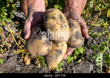 Une récolte fraîche de pommes de terre maintenue au-dessus du sol dans les mains des hommes. Banque D'Images