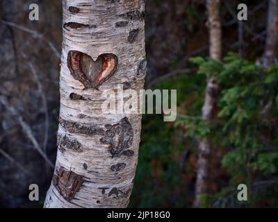 Forme de cœur gravée dans l'écorce d'un bouleau dans une forêt. Banque D'Images