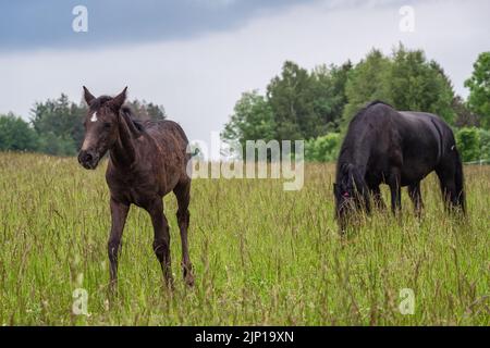 Cheval de jument et foal de Frise sur la prairie. Warlander, une croix entre un cheval de Frise et un cheval de Lusatien. Banque D'Images