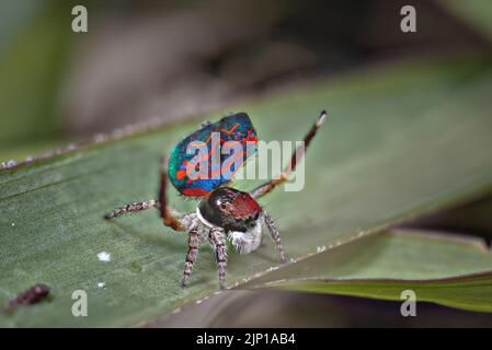 Une araignée de Peacock, Maratus gemmifer montrant ses couleurs de reproduction pour une femelle. Banque D'Images