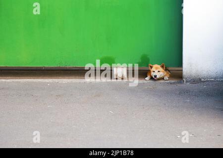 Un chien Shiba avec un arrière-plan simple Banque D'Images