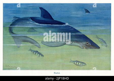 Blauhai Blue or Great Blue Shark (Prionace glauca) : peinture signée de l’artiste animalier allemand Paul Flanderky (1872-1937), publiée à Leipzig et Vienne dans la 4e édition (1911-18) de Brehms Tierleben (Brehm's Animal Life). Banque D'Images