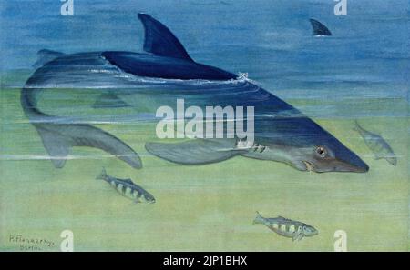 Blauhai Blue or Great Blue Shark (Prionace glauca) : peinture signée sans bordure de l’artiste animalier allemand Paul Flanderky (1872-1937), publiée à Leipzig et Vienne dans la 4e édition (1911-18) de Brehms Tierleben (Brehm's Animal Life). Banque D'Images
