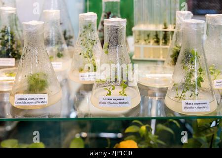 plantes à propagation clonale médicinales, épicées-aromatiques cultivées pour obtenir des métabolites secondaires précieux Banque D'Images