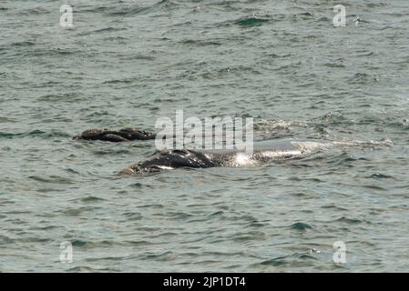 Baleines droites du sud à Walker Bay, de Kelders, Cap occidental Afrique du Sud. 03 août 2022 Banque D'Images