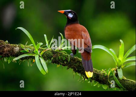 Montezuma Oropendola (Psarocolius montezuma) perchée sur une branche avec des bromélia et des mousses, vue de derrière, Costa Rica. Banque D'Images