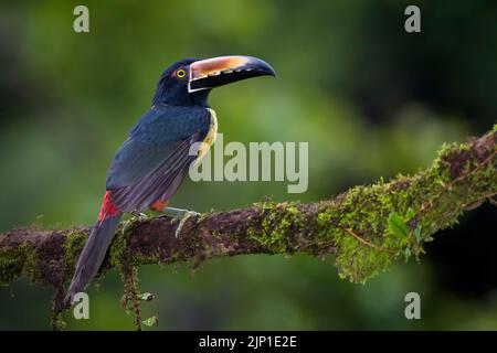 Aracari (Pteroglossus torquatus) perché sur une branche avec de la mousse, vue de derrière, Costa Rica Banque D'Images