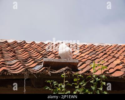 Le pigeon blanc décoratif se trouve sur une étagère fixée à un vieux toit en tuiles Banque D'Images