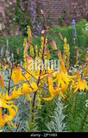 Lilium Leichtlinii, une plante bulbeuse avec de belles fleurs jaunes au milieu de l'été. Banque D'Images