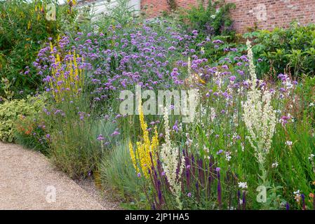 Verbascums et Verbena bonariensis dans le jardin du Paradis à RHS Bridgewater, Worsley, Greater Manchester, Angleterre. Banque D'Images