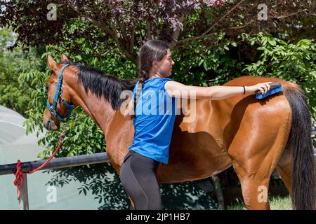 cheval, toilettage, chevaux Banque D'Images