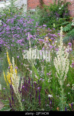 Verbascums et Verbena bonariensis dans le jardin du Paradis à RHS Bridgewater, Worsley, Greater Manchester, Angleterre. Banque D'Images