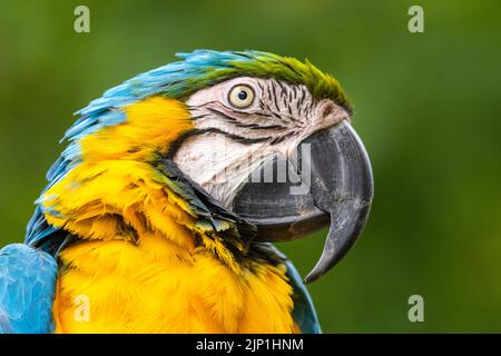 Perroquet coloré de l'Amérique du Sud Banque D'Images