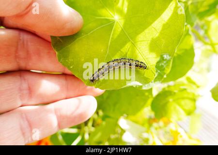 chenille, grand blanc, pieris brassicae, chenilles, grands blancs Banque D'Images