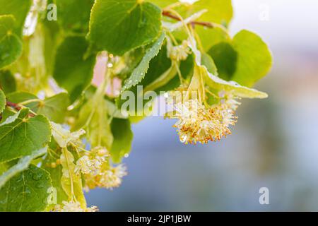 Linden, tilleul fleuri avec des feuilles vertes sur un arbre en été Banque D'Images