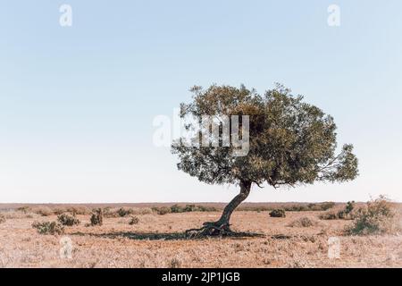Un arbre parmi le désert de broussailles de l'Australie intérieure Banque D'Images