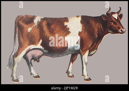 Races de bétail - Une illustration colorée des années 1940 d'un Guernesey Cow. Banque D'Images