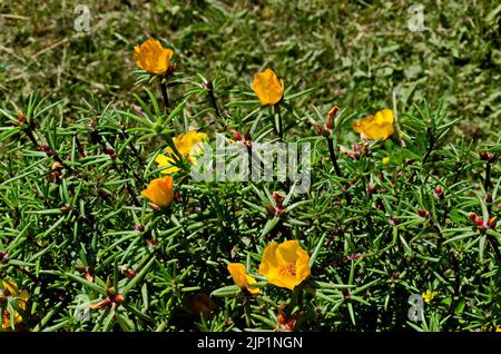 Portulaca grandiflora fleur ou plante pavée avec des fleurs jaunes, cultivé et fleuri dans le jardin, Sofia, Bulgarie Banque D'Images
