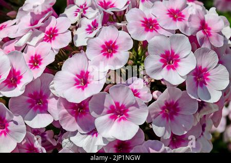 Fleur de Phlox paniculata rouge et rose à motifs en pleine fleur dans le jardin vivace, Sofia, Bulgarie Banque D'Images