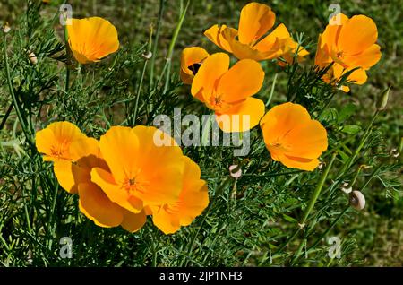 Un champ pittoresque de belles et lumineuses coquelicots orange, la fleur officielle de la Californie, Sofia, Bulgarie Banque D'Images