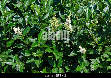 Fleurs blanches parfumées et vertes, feuilles de burkwood Osmanthus arbuste, Sofia, Bulgarie Banque D'Images