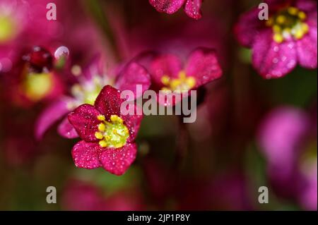 Petites fleurs de couleur magenta avec corps de pollen jaune après une douche à la pluie avec beaucoup de petites gouttes d'eau. Beaucoup plus de fleurs peuvent être vues dans l'ombre moi Banque D'Images