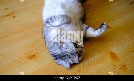 gris moelleux beau chat adulte race scottish très étroit portrait isolé. Sur le parquet Banque D'Images
